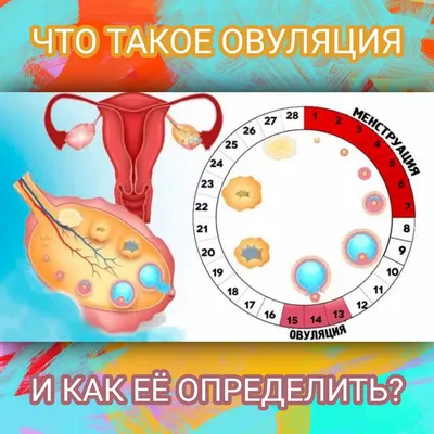 Овуляция и зачатие - Гинекологическая клиника Embio