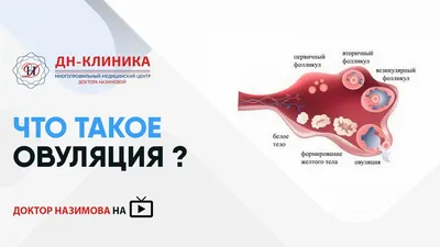 ⚕ Что такое овуляция и для чего ее определять? - PULSE