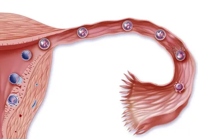 Овуляция: что это такое? — Медицинский центр «Целитель»