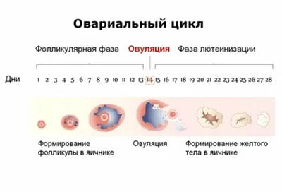 Отсутствие овуляции. Почему отсутствует овуляция. Причины ановуляторных  циклов. Топчая О.Ю. - YouTube