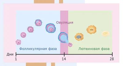 Тест на овуляцию "SMART ТЕСТ", 5 шт - купить с доставкой по выгодным ценам  в интернет-магазине OZON (1083302310)