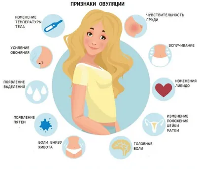 Отсутствует овуляция: причины, лечение, диагностика 🌺 - статья  репродуктивного центра «За Рождение»