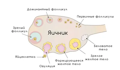 Основные причины нарушения овуляции. | Актиферт. Забеременеть. | Дзен