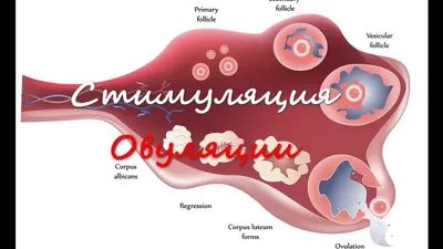 Что такое овуляция | Пикабу