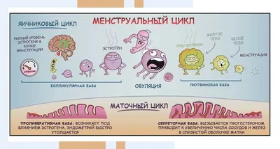 МЕНСТРУАЛЬНЫЙ ЦИКЛ — Гинекологический кабинет О.В. Кичигина — Сигма-Мед  Калининград.