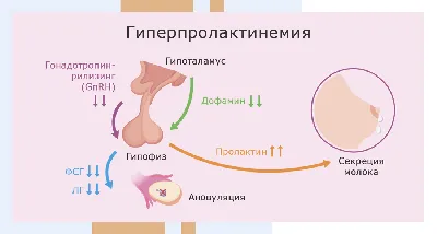 Показатель здоровья женщины — наличие овуляции. Почему это так важно,  мнение врача | Татьяна Аюпова | Дзен