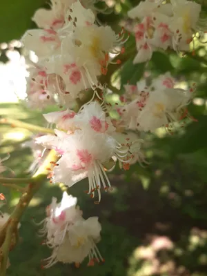 Агератум / Ageratum - «Милейшие мохнатые помпончики на вашей клумбе 🌸 Мой  легкий способ вырастить эти чудесные цветы. Фото моих агератумов.» | отзывы