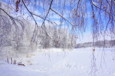 Чудесный зимний день. | Фотосайт СуперСнимки.Ру
