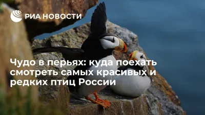 Чудо в перьях: куда поехать смотреть самых красивых и редких птиц России -  РИА Новости, 