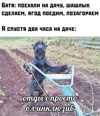 Дача: ожидание и реальность