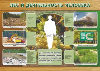 Плакат "Лес и деятельность человека": формат А3 – купить по цене: 46,80  руб. в интернет-магазине УчМаг
