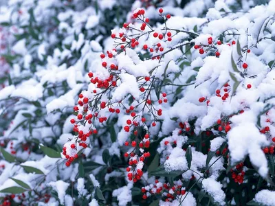 Зимний Лесной Пейзаж Покрытый Снегом Декабрь Рождество Природа Белый Фон  стоковое фото ©xload 427822058