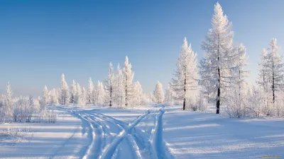 Давайте в честь 1 декабря полюбуемся фантастическими фотографиями зимней  природы