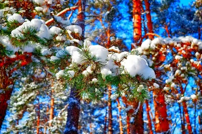 Зимний Лесной Пейзаж Покрытый Снегом Декабрь Рождество Природа Белый Фон  стоковое фото ©xload 427822416