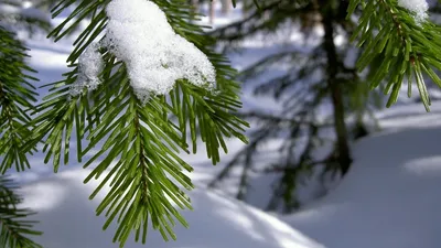 Зима Солнечный зимний день во времени рождества леса Природа в декабре  снежная покрытые валы снежка сосенки Стоковое Изображение - изображение  насчитывающей холодно, тень: 130099289
