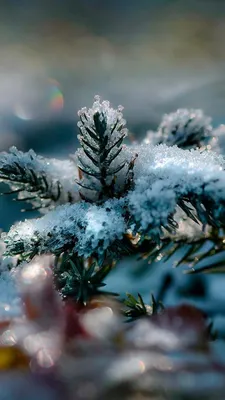 Зимняя природа - 76 фото