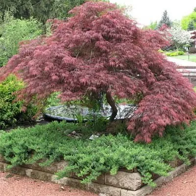 Выбираем лиственные декоративные деревья для небольшого участка | Блог  садового центра "Апрель" г.Саратов