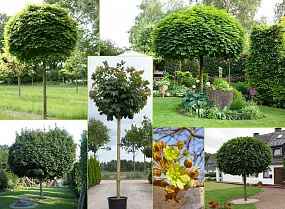Декоративные деревья для сада и дома советы и рекомендации по уходу для  садоводов