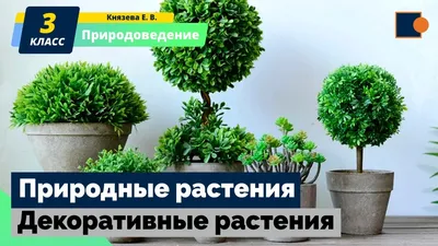 Питомник декоративных растений «Ниваки» - Волоколамск сегодня