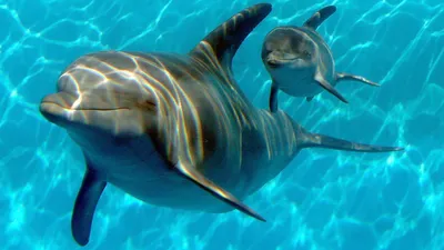 Дельфин Простой Рисунок (52 Фото)