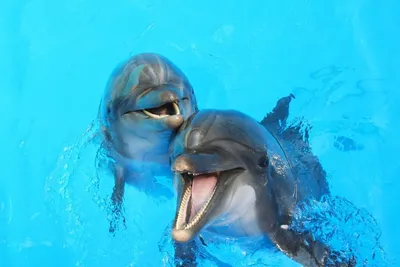 Дельфинчик | Пикабу