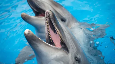 Вопрос запрета вылова дельфинов подняли в Госдуме, вспомнив "китовую  тюрьму" в Приморье - PrimaMedia