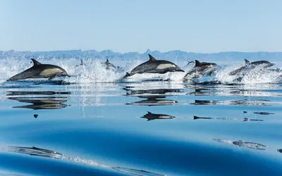 В Египте на берегу обнаружили 11 мертвых дельфинов - РИА Новости, 