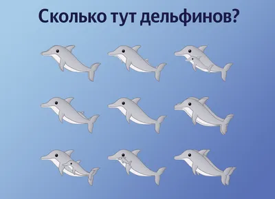 С начала года из-за траловых сетей в Краснодарском крае погибли 15 дельфинов  - Кубанские новости