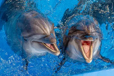 Виды дельфинов - 75 фото