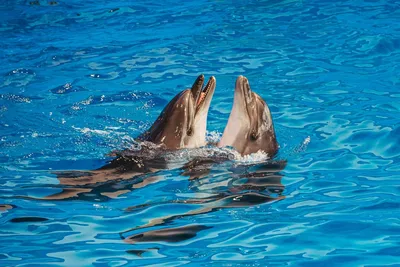 Самые красивые фотографии и анимашки дельфинов