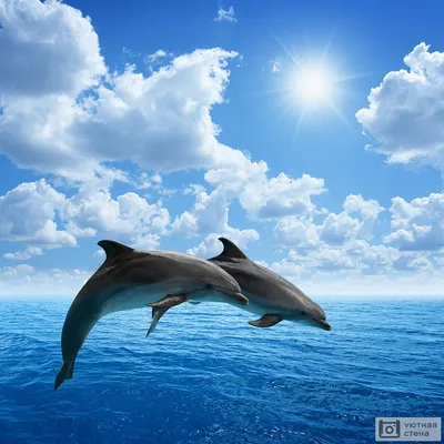 Pin by Sanya Stasyukova on Море, Одесса, дельфины... | Dolphin art,  Dolphins, Water animals