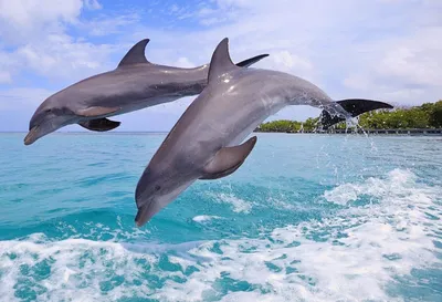 Картина с дельфинами "Дельфины на закате". Пара дельфинов в  интернет-магазине Ярмарка Мастеров по цене 3000 ₽ – IYWY5BY | Картины,  Самара - доставка по России