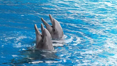 ХН58-9S Пара дельфин из хрусталя прозрачная 11,5х6х14,5 см оптом