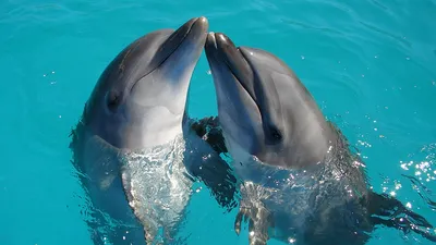 Дельфины милый сборник видео 2021 Dolphins Cute Compilation Video 2021 -  YouTube