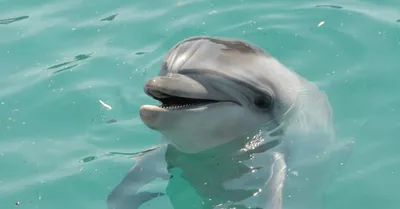 В Анапе дельфины подплывают к берегу и забавляют людей: чем опасны дельфины,  могут ли они напасть на людей -  - НГС.ру