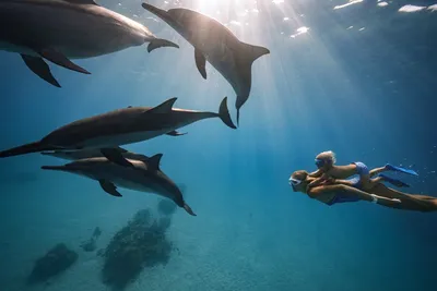 Общий улов: зачем дельфины помогают рыбакам?