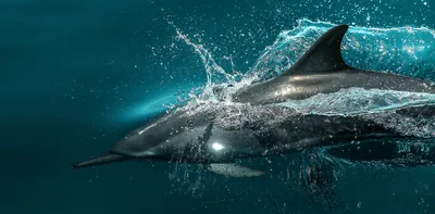 Дельфины «разговаривают» со своими детенышами так же, как люди » Кошка Ветра