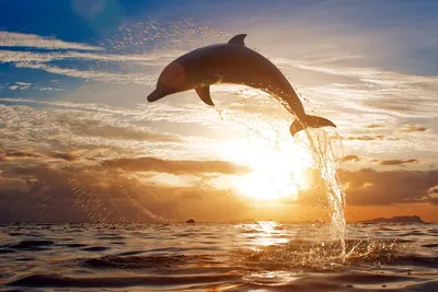 Картинки на тему #Дельфин - в Шедевруме