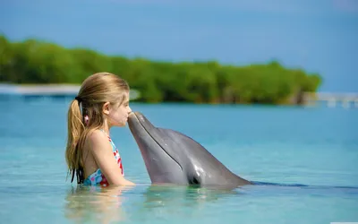 Действительно ли дельфины так умны, как о них говорят? - 