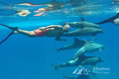 Ученые рассказали, почему дельфины не достигнут уровня развития людей