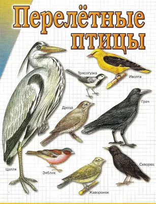 Перелетные птицы Росии. Плакат - купить демонстрационные материалы для  школы в интернет-магазинах, цены на Мегамаркет |