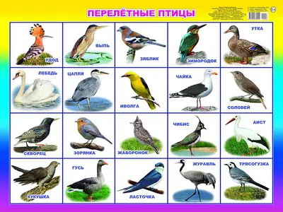 Демонстрационные картины А3 «Зимующие и перелётные птицы» Методический  материал (9410094) - Купить по цене от  руб. | Интернет магазин  