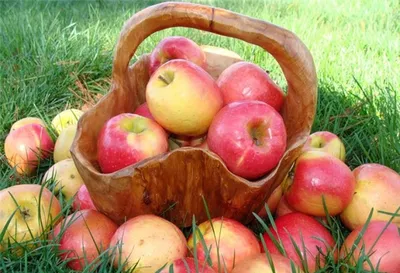 Факты о яблоках, которые удивят многих из вас. | Иоанн Мелекесский. Да  начнется Цветение! | Дзен