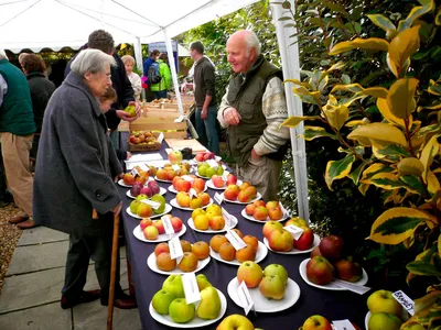 День яблока (Apple Day)