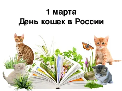 😻1 марта — не только первый день весны, но и День Кошек России | Нос,  хвост, лапы | Дзен