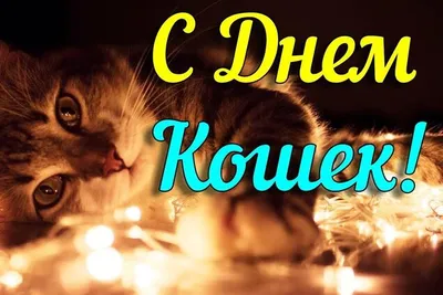 День кошек / день кошек :: жиза :: котэ (прикольные картинки с кошками) /  смешные картинки и другие приколы: комиксы, гиф анимация, видео, лучший  интеллектуальный юмор.