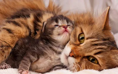 Всемирный день кошек: самые дорогие "виновники торжества" в Уссурийске -  UssurMedia