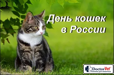 Just - Швейцарская космецевтика, Россия - 🐱 Всемирный день кошек  отмечается ежегодно 8 августа по инициативе Международного фонда по защите  животных «Animal Welfare», не только с целью чествования пушистиков (лысые  сфинксы, простите),