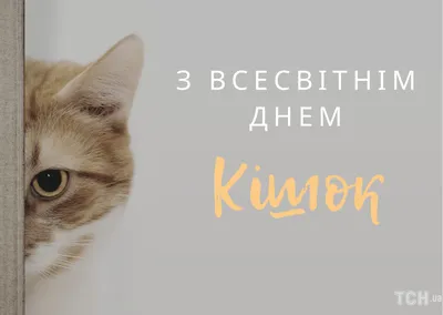 Всемирный день кошки 2022: картинки на украинском, поздравления в прозе и  стихах — Украина — 