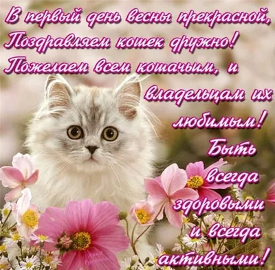 Сегодня отмечают Всемирный день кошек: интересные факты о питомцах |  Українські Новини